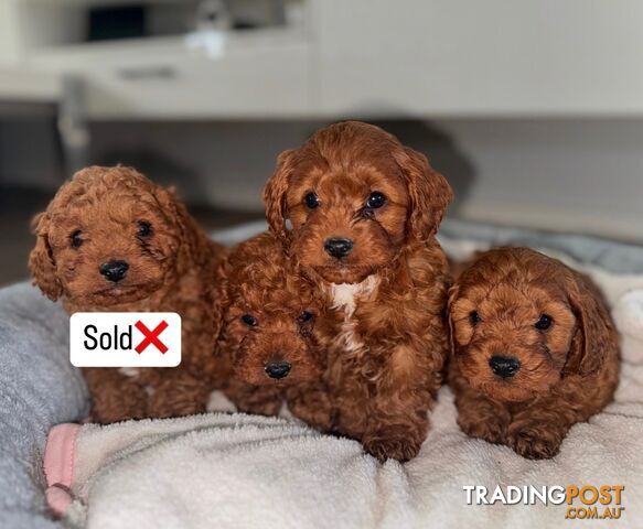 Adorable Toy Cavoodle Puppies F1B