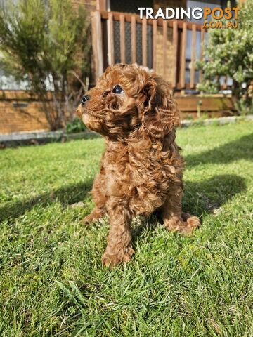 Adorable Toy Cavoodle Puppies