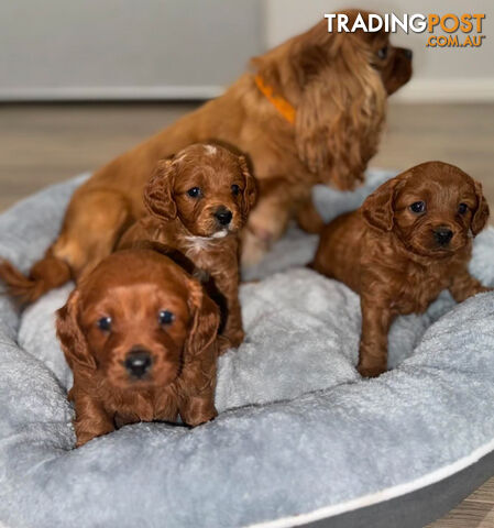 Adorable Toy Cavoodle Puppies F1 + F1B