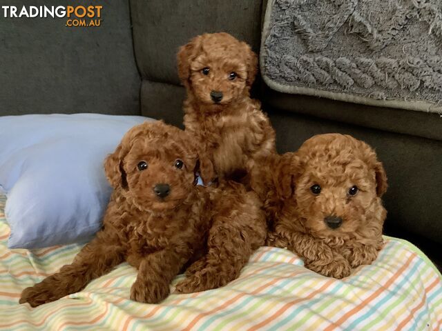 Pure Bred Toy Poodle Puppies for Sale