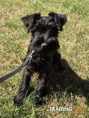 Miniature Schnauzer pup purebred (male)