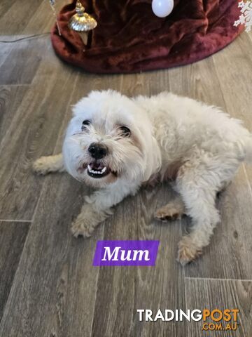 Maltese Shih Tzu Puppies