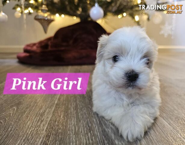 Maltese Shih Tzu Puppies