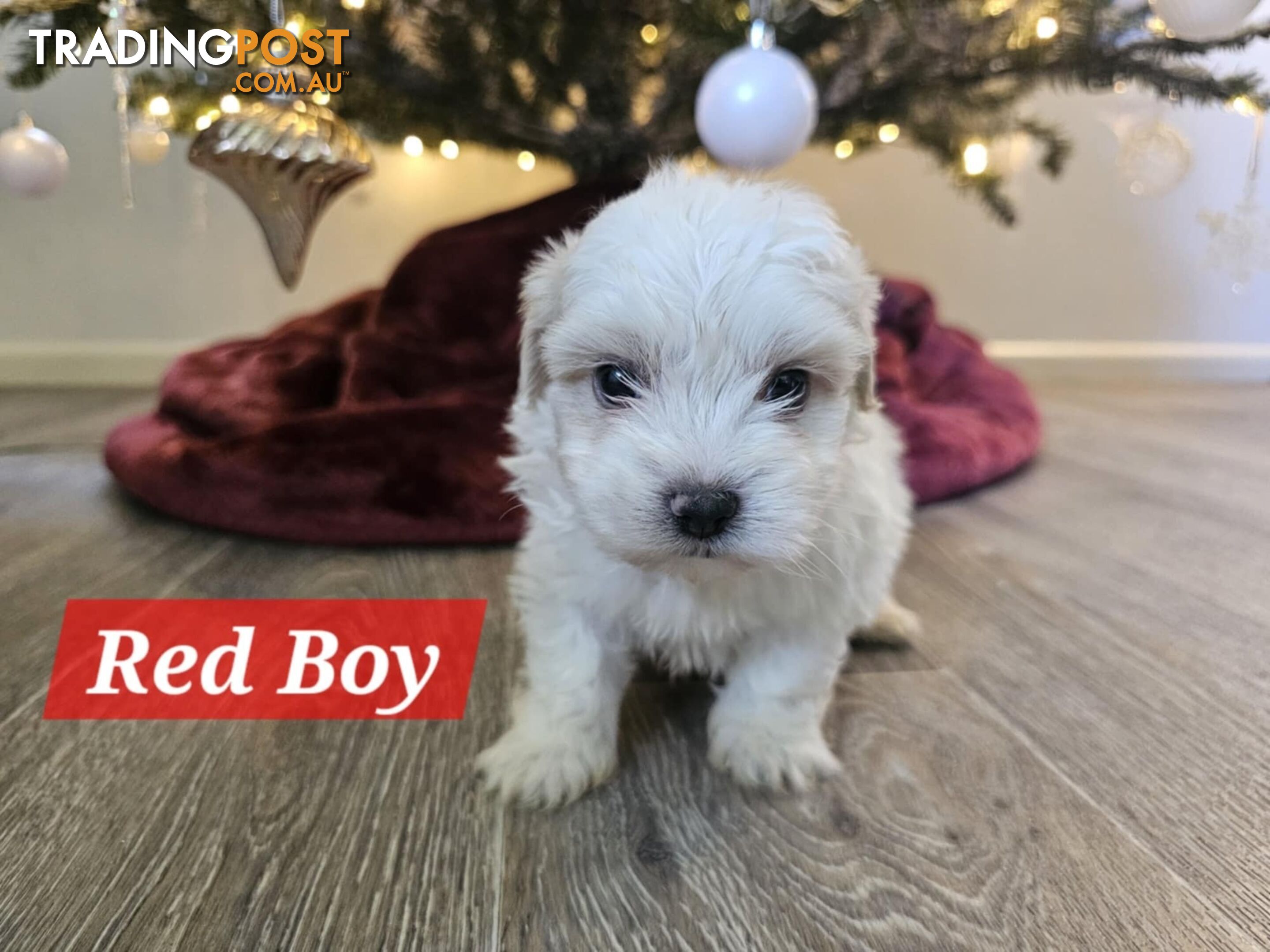 Maltese Shih Tzu Puppies