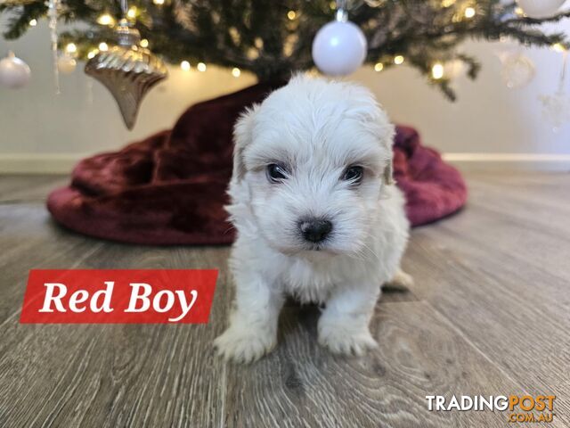 Maltese Shih Tzu Puppies