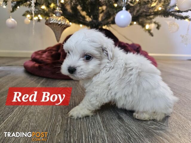 Maltese Shih Tzu Puppies