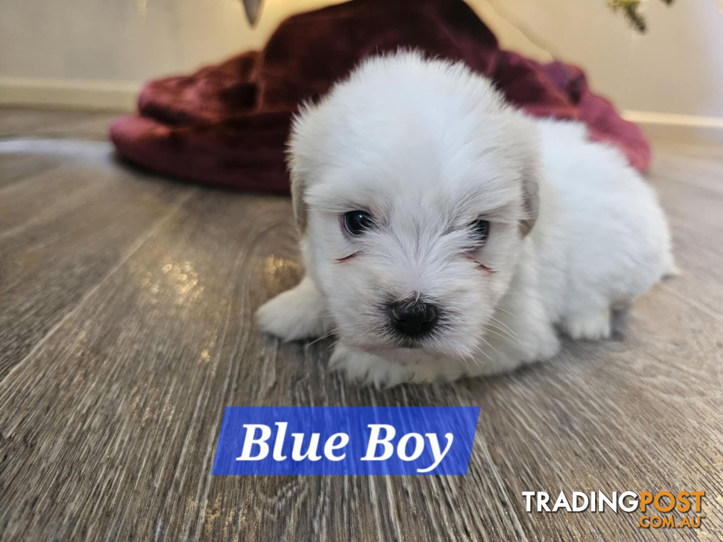 Maltese Shih Tzu Puppies