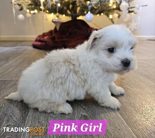 Maltese Shih Tzu Puppies