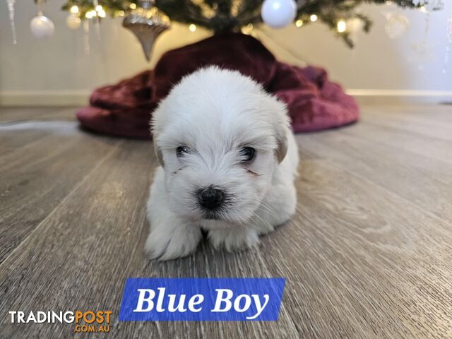 Maltese Shih Tzu Puppies