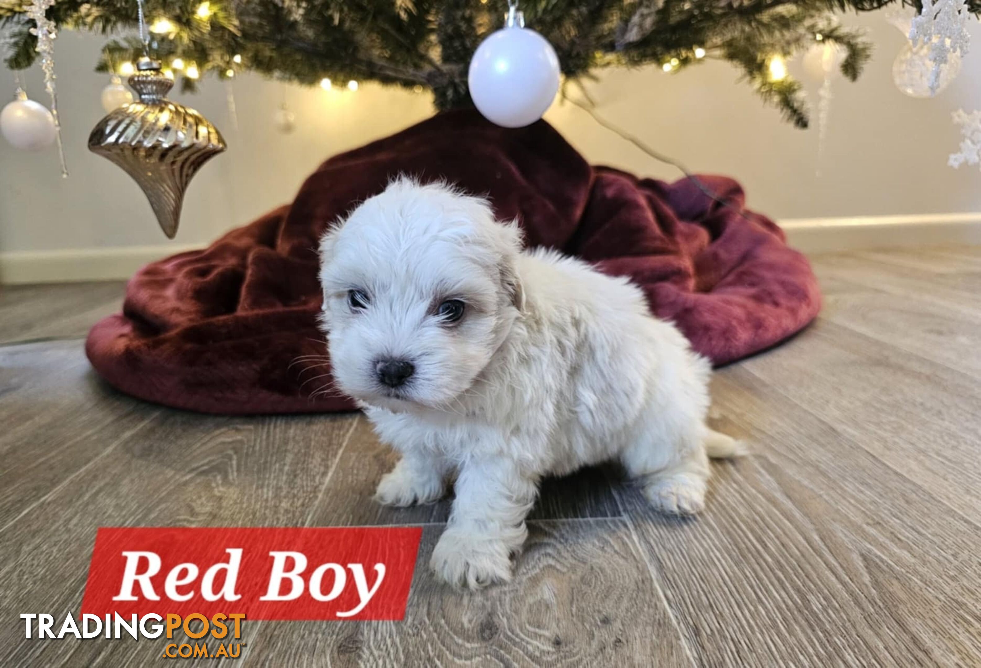 Maltese Shih Tzu Puppies