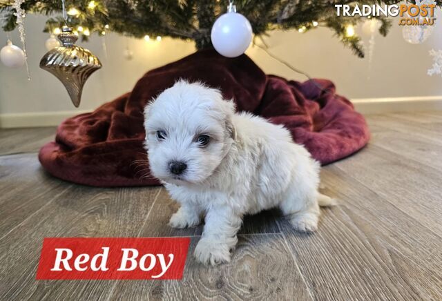 Maltese Shih Tzu Puppies