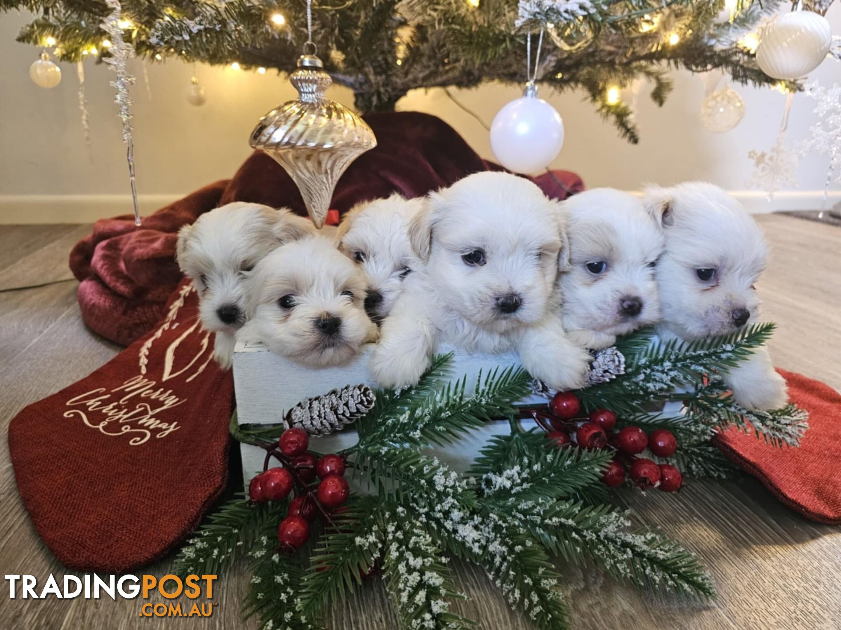 Maltese Shih Tzu Puppies