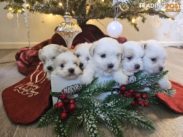 Maltese Shih Tzu Puppies