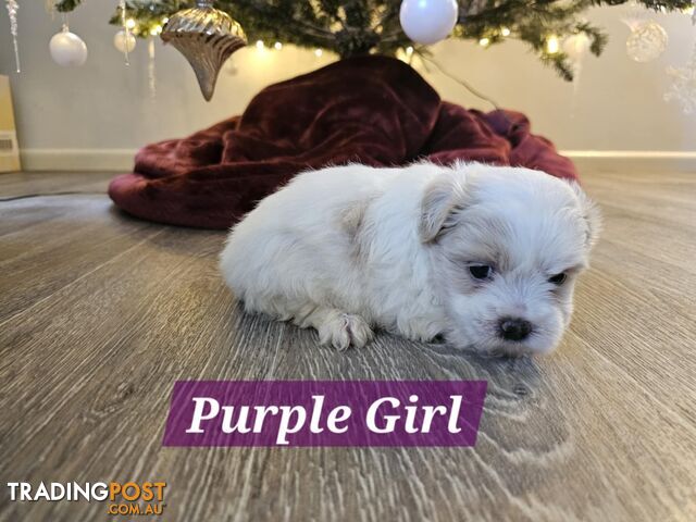 Maltese Shih Tzu Puppies