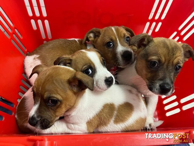 Purebred jack russell pups for sale