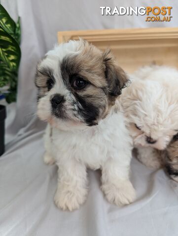 Maltese shiztu pups