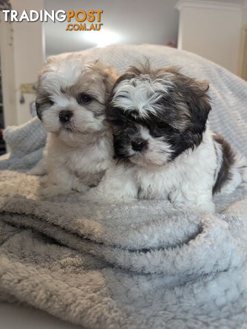 Maltese shiztu pups