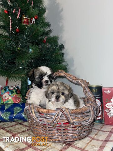 Maltese shiztu pups