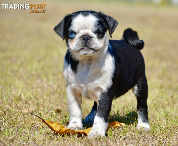 Purebred Panda Pugs Females