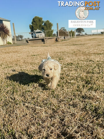 Standard Groodle Puppy’s F1 like (goldendoodle x groodle x puppies)