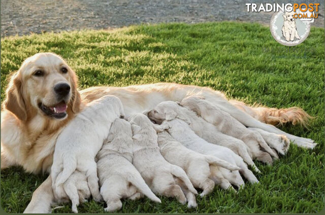 Standard Groodle Puppy’s F1 like (goldendoodle x golden retriever x poodle x puppies)