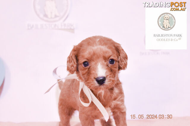 Miniature Cavoodle Puppy’s (mini poodle x cavalier King Charles spaniel x puppies)