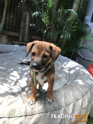 Jack Russell cross puppies