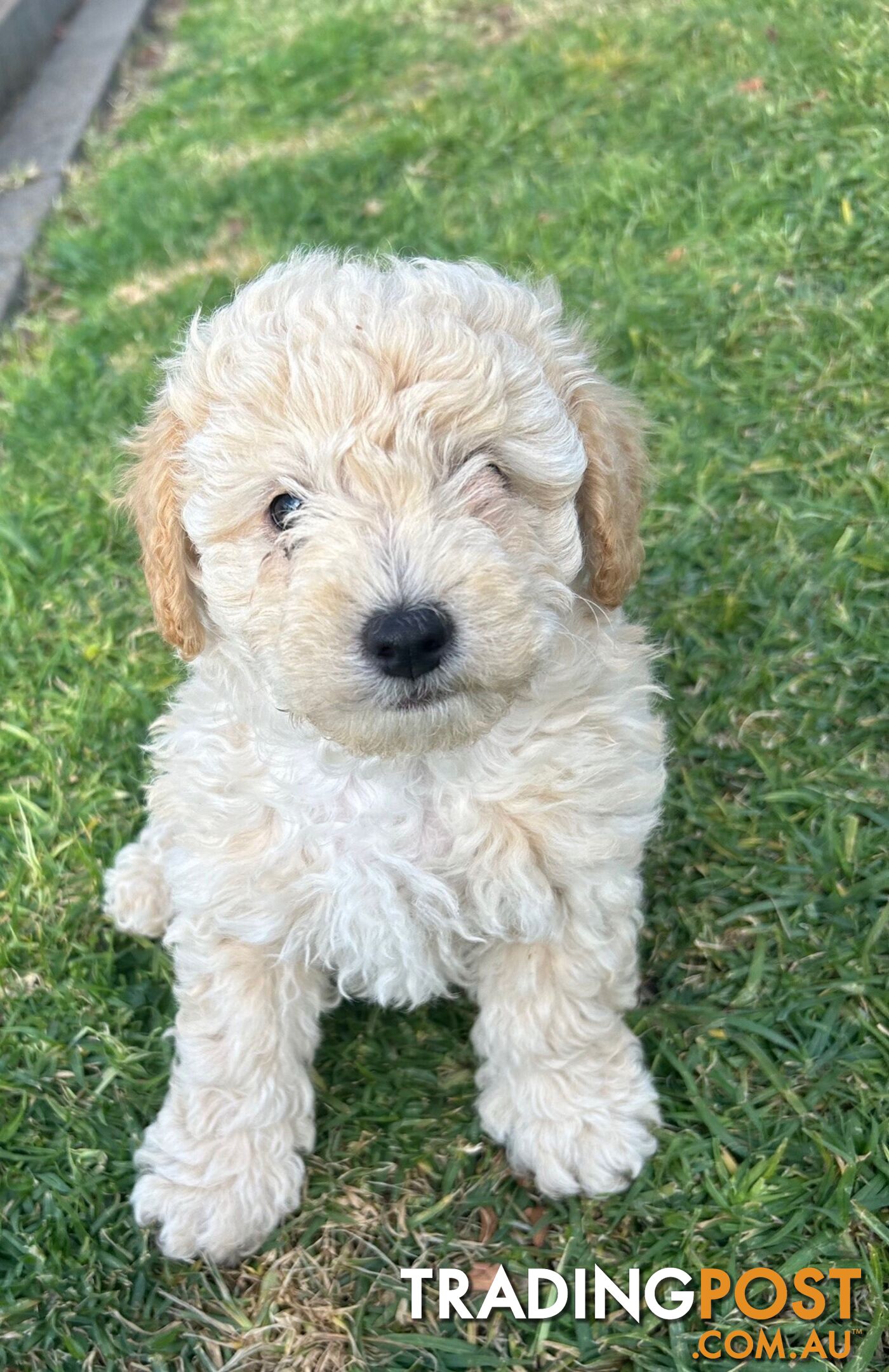 Maltese Shihtzu x Poodle