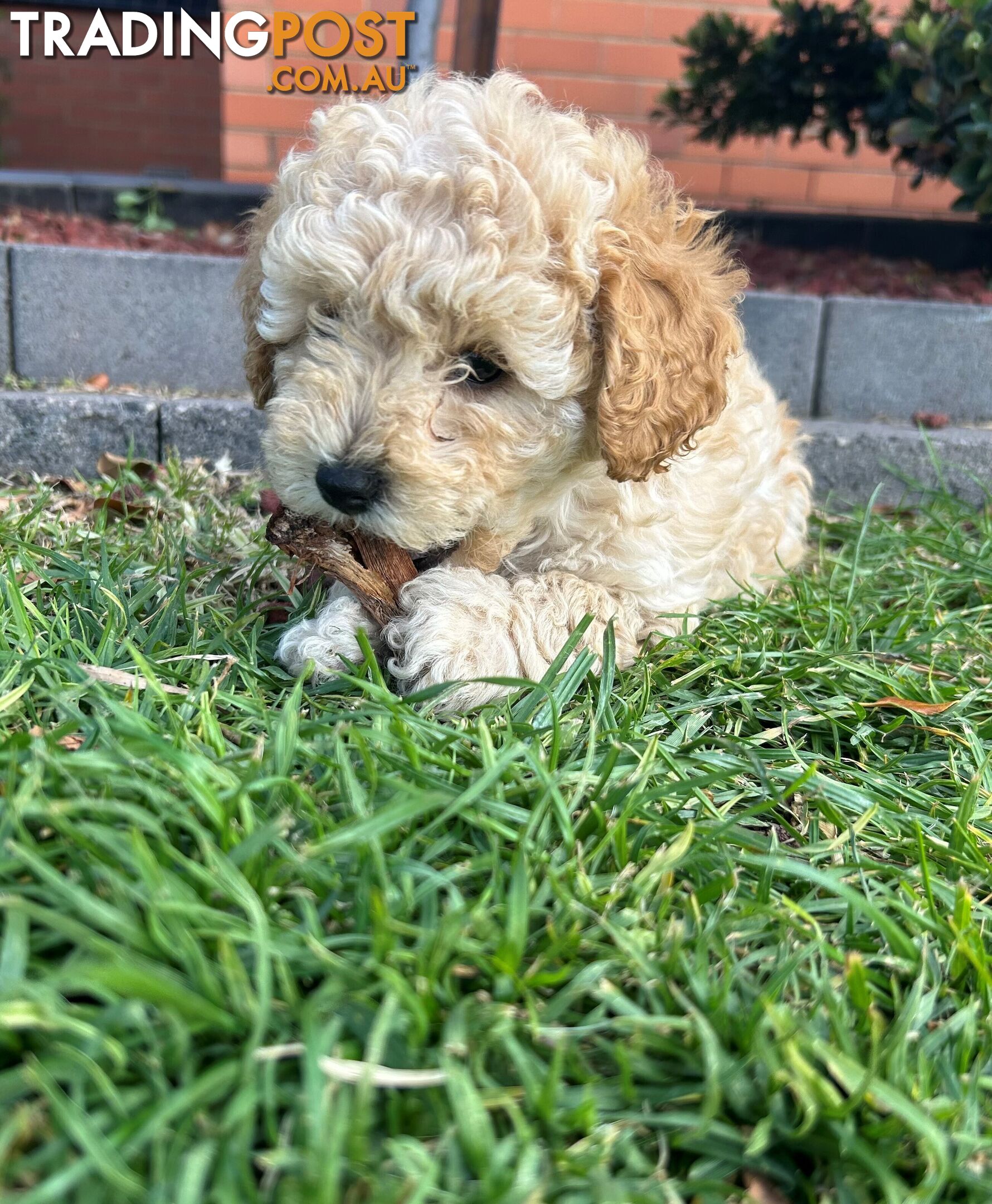 Maltese Shihtzu x Poodle