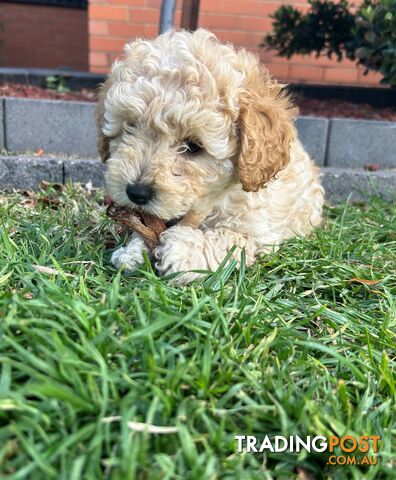 Maltese Shihtzu x Poodle