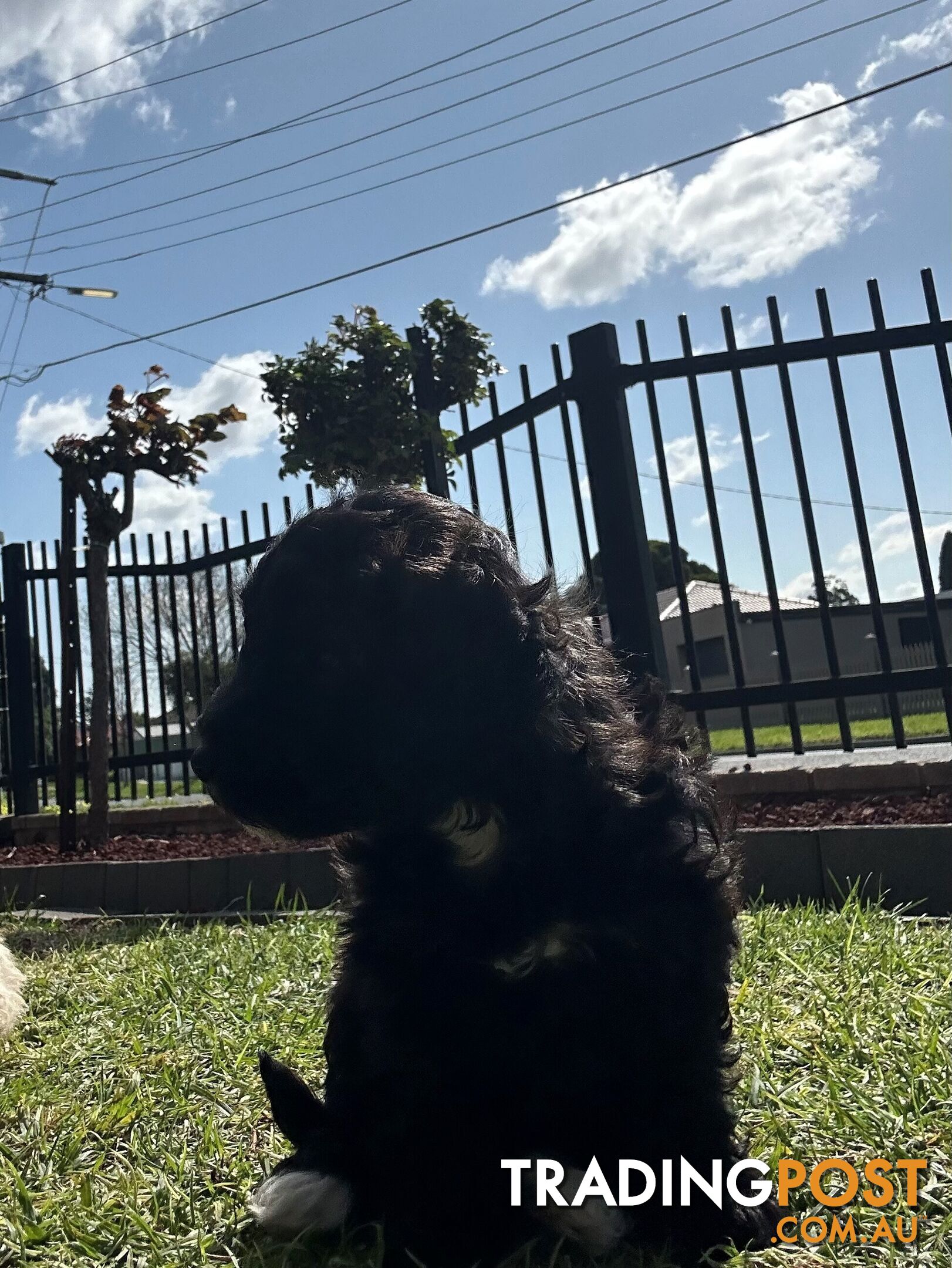 Maltese Shihtzu x Poodle