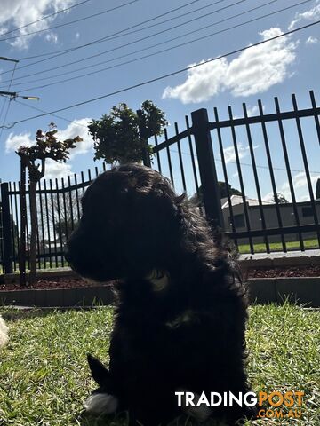 Maltese Shihtzu x Poodle