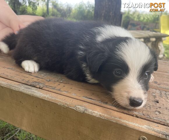 Border Collies