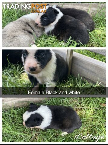 Border Collies