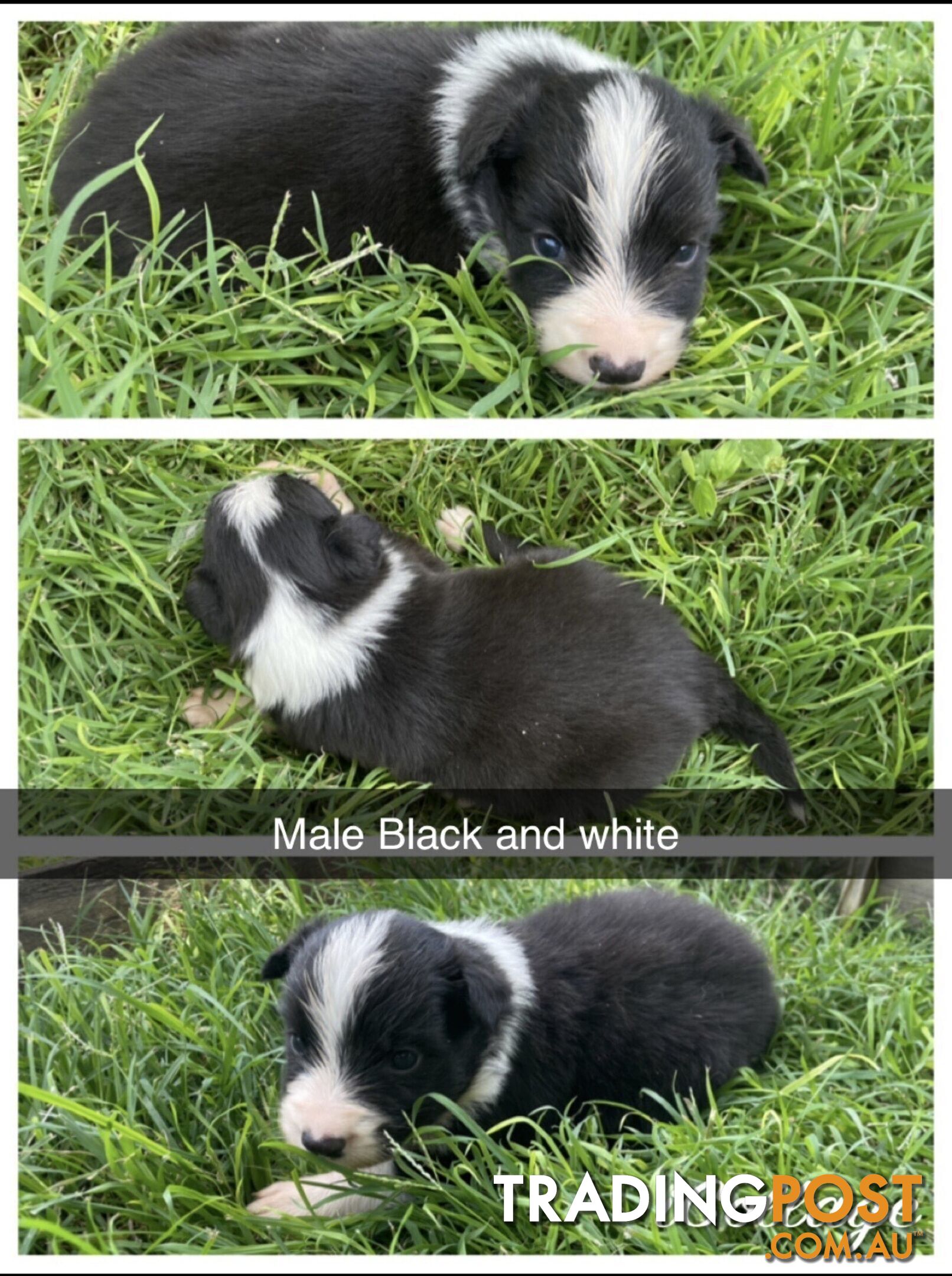 Border Collies