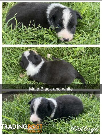 Border Collies