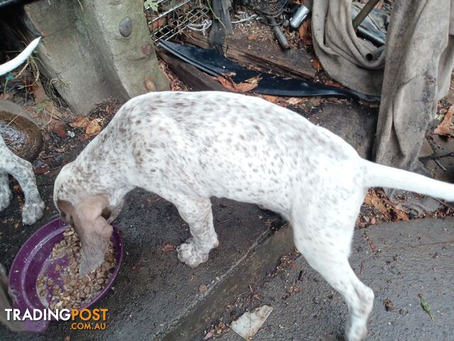 German Shorthair Pointer Puppies