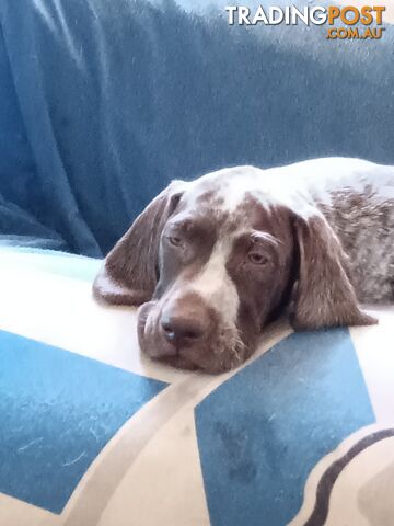 German Shorthair Pointer Puppies