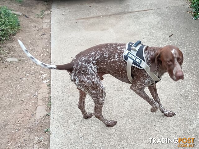 German Shorthair Pointer Puppies