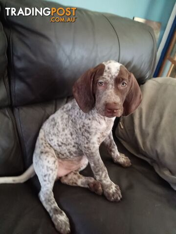 German Shorthair Pointer Puppies