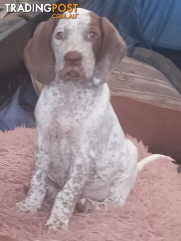 German Shorthair Pointer Puppies