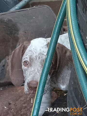 German Shorthair Pointer Puppies