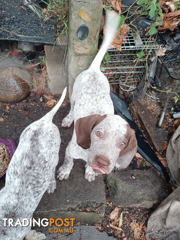 German Shorthair Pointer Puppies