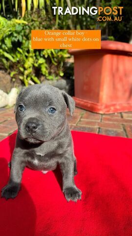 Pure breed Staffordshire Bull Terrier/ English Staffy