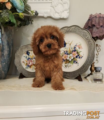 Cavoodle boys. Cavalier King Charles X Toy Poodle