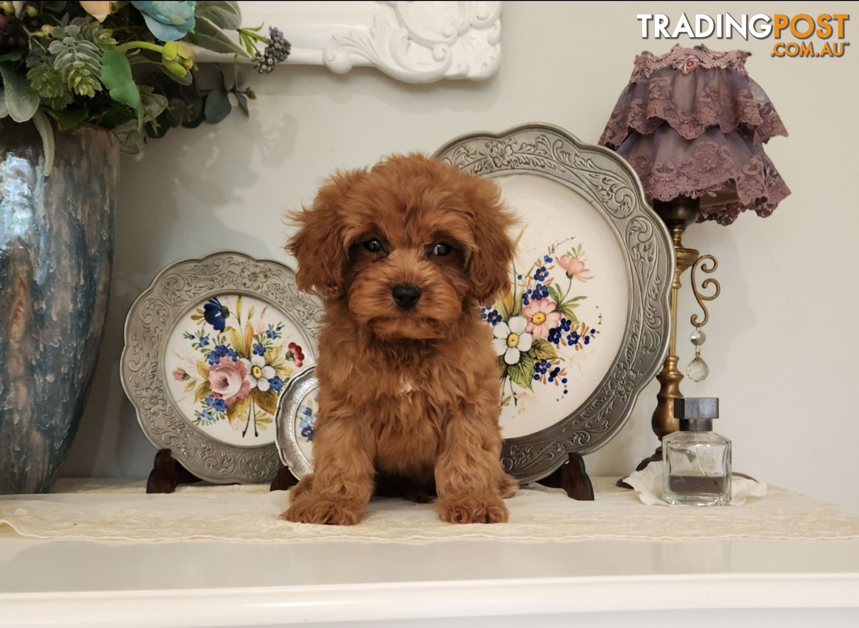 Cavoodle boys. Cavalier King Charles X Toy Poodle