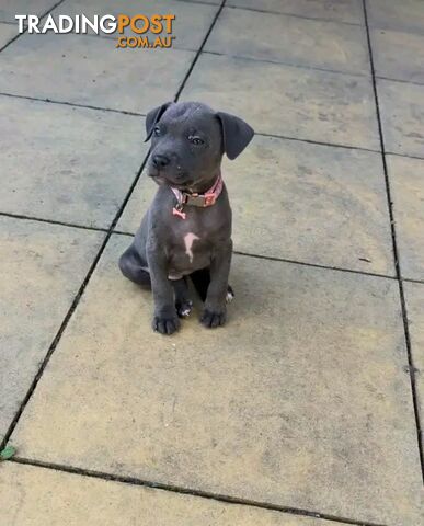 Sweet Female Staffy Puppy Looking for a Loving Home 🐾