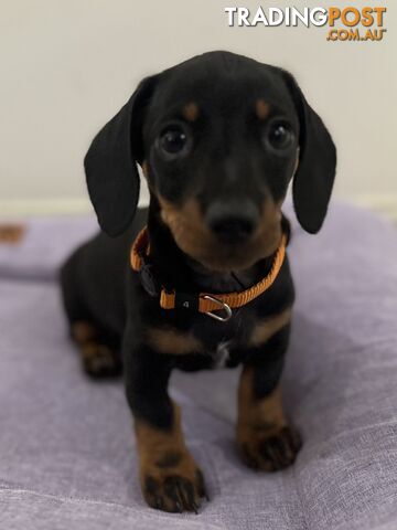 Black & Tan Mini Dachshund Puppies  Purebred ONLY 2 Left