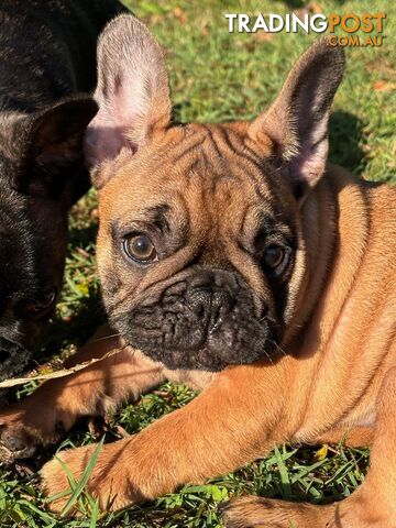 French Bulldog puppies