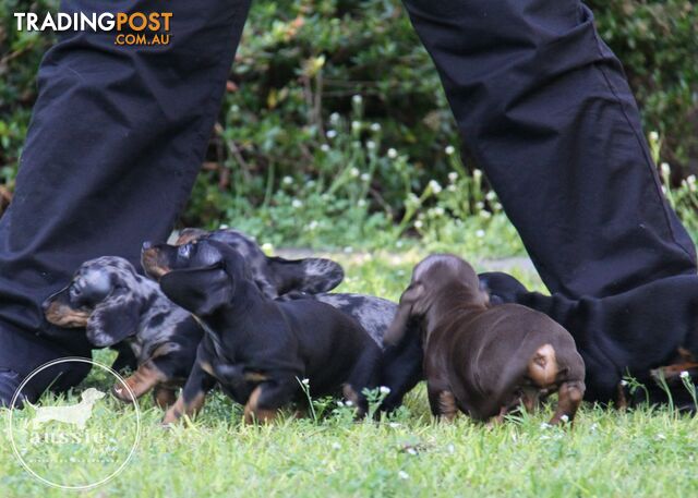 Purebred smooth hair Miniature Dachshund puppies for sale